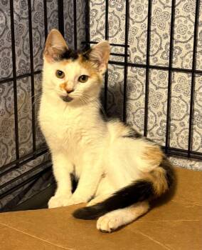 Skittles -  Calico Cat for Adoption in Seaford, New York - Skittles | PetCurious