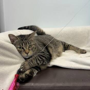 Rescue Tabby Cats for Adoption in Grand Rapids, Michigan - Paris | PetCurious