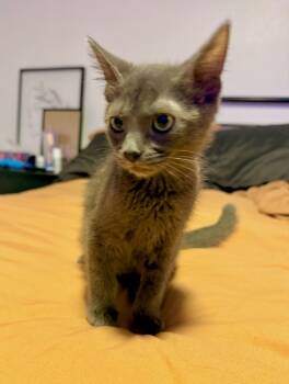 Rescue Russian Blue Cats for Adoption in Bonsall, California - Cosmo 4879 | PetCurious