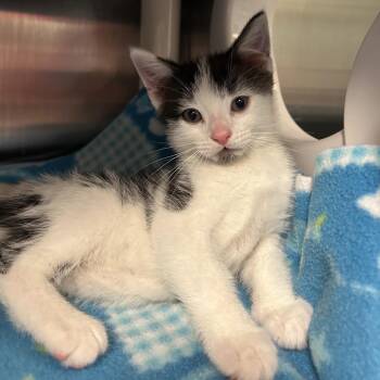 Dimples -  Domestic Short Hair Cat for Adoption in Keizer, Oregon - Dimples | PetCurious