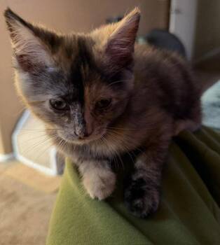 Dumpling -  Domestic Medium Hair Cat for Adoption in Phoenix, Arizona - Dumpling | PetCurious