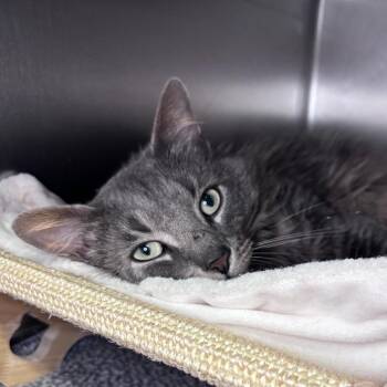 Moonlight -  Domestic Long Hair Cat for Adoption in Providence, Rhode Island - Moonlight | PetCurious