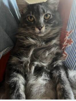 Fluffernutter -  Domestic Long Hair Cat for Adoption in Magnolia, Texas - Fluffernutter | PetCurious
