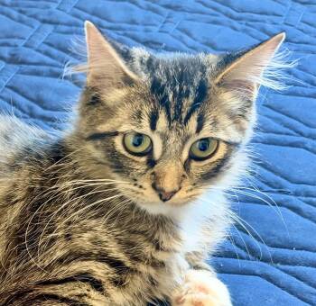 Sawyer (+ Sibling) -  Domestic Long Hair Cat for Adoption in Richmond Hill, Ontario - Sawyer (+ Sibling) | PetCurious