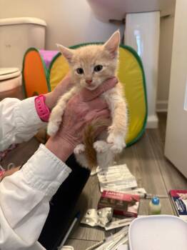 Obi-Wan Kenobi -  Domestic Short Hair Cat for Adoption in Douglasville, Georgia - Obi-Wan Kenobi | PetCurious