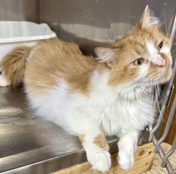 Charlie -  Domestic Medium Hair Cat for Adoption in Maywood, Illinois - Charlie | PetCurious