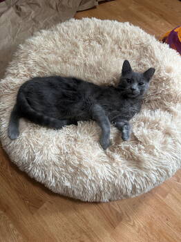 Rescue Domestic Short Hair Cats for Adoption in Evergreen, Colorado - Silver Streak | PetCurious