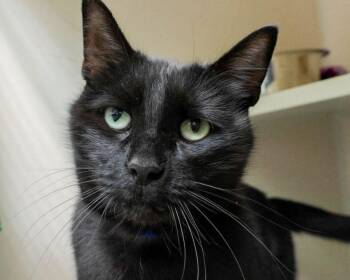 CHANCE -  Domestic Short Hair Cat for Adoption in Loveland, Colorado - CHANCE | PetCurious