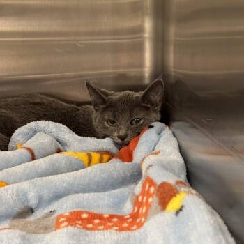 Kit Kat -  Domestic Short Hair Cat for Adoption in Cleveland, Ohio - Kit Kat | PetCurious
