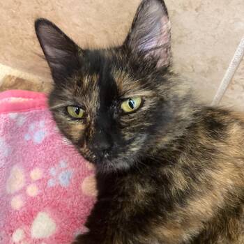 Domestic Short Hair Cats Available for Adoption in Tallahassee, Florida - Mischa Alexandra -EF | PetCurious
