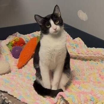 Tuxedo and Domestic Short Hair Cats Available for Adoption - Marshmallow | PetCurious