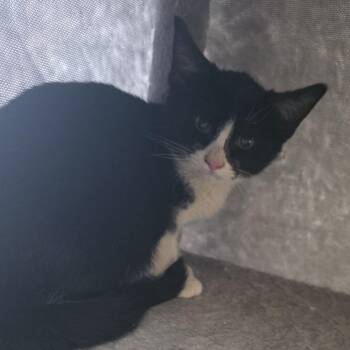 Domestic Short Hair Cats Available for Adoption - Moth | PetCurious