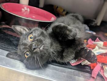 Thumbs -  Extra Toes Cat Hemingway Polydactyl and Domestic Short Hair Cat for Adoption in Springfield, Illinois - Thumbs | PetCurious