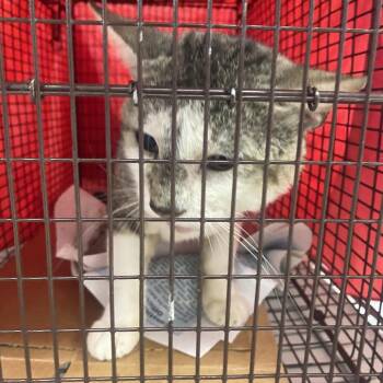 Domestic Short Hair Cats Available for Adoption in South Miami, Florida - Martin LBHR-Wildlife-406 | PetCurious