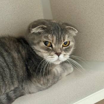 Casey -  Scottish Fold Cat for Adoption in New York, New York - Casey | PetCurious
