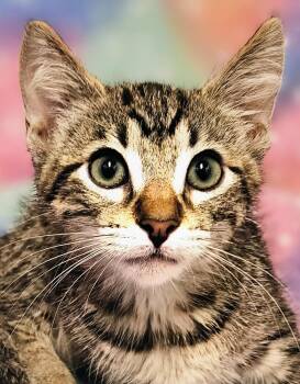 Leo - Rancho Cucamonga PetSmart -  Domestic Short Hair Cat for Adoption in Yorba Linda, California - Leo - Rancho Cucamonga PetSmart | PetCurious