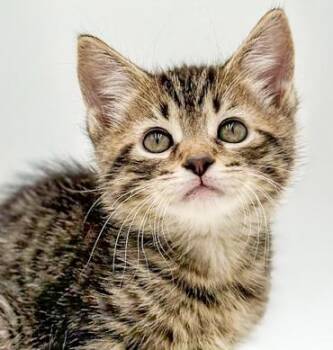 Tabby and Maine Coon Cats Available for Adoption in Bedford Hills, New York - Dawson Is So Darn Cute!  LOVES EVERYONE!    | PetCurious