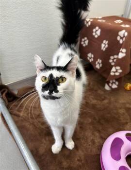 MIMS -  Domestic Long Hair Cat for Adoption in Geneva, Illinois - MIMS | PetCurious