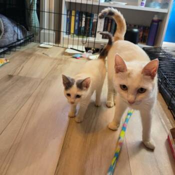 Floffy -  Domestic Short Hair Cat for Adoption in Fredericksburg, Virginia - Floffy | PetCurious