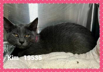 KIM -  Domestic Short Hair Cat for Adoption in Marietta, Georgia - KIM | PetCurious