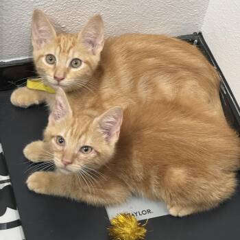 Jolly Rancher & Sweet Tart -  Domestic Medium Hair Cat for Adoption in Liverpool, Texas - Jolly Rancher & Sweet Tart | PetCurious