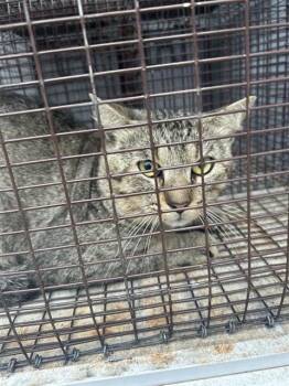 A657994 -  Domestic Short Hair Cat for Adoption in Houston, Texas - A657994 | PetCurious