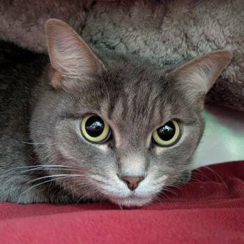 Ashby -  Domestic Short Hair Cat for Adoption in South Burlington, Vermont - Ashby | PetCurious