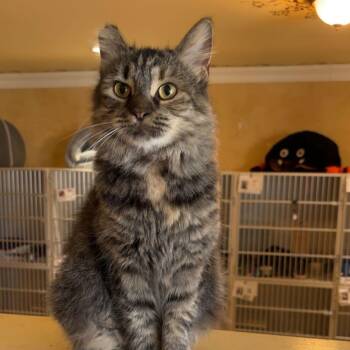 Rescue Domestic Short Hair Cats for Adoption in East Brunswick, New Jersey - Mabel | PetCurious