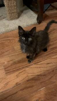Hitch Ne. -  Domestic Long Hair Cat for Adoption in West Peoria, Illinois - Hitch Ne. | PetCurious
