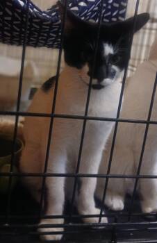 Rescue Domestic Short Hair Cats for Adoption in Lee