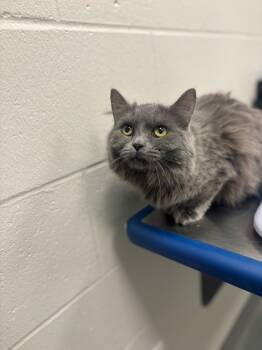 Rescue Domestic Medium Hair Cats for Adoption in Sheboygan, Wisconsin - Camille | PetCurious