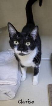 Clarise -  Domestic Short Hair Cat for Adoption in Key Largo, Florida - Clarise | PetCurious