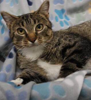 Domestic Short Hair Cats Available for Adoption - Mila | PetCurious