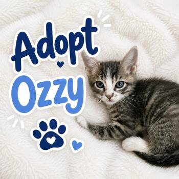 Domestic Short Hair Cats Available for Adoption in Long Beach, California - Ozzy | PetCurious