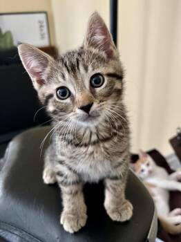Calculus -  Domestic Short Hair Cat Available for Adoption in Trenton, New Jersey - Calculus | PetCurious