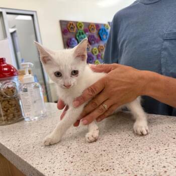 Wade -  Domestic Short Hair Cat for Adoption in Madisonville, Tennessee - Wade | PetCurious