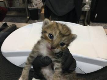 A1920559 -  Domestic Short Hair Cat for Adoption in Thousand Palms, California - A1920559 | PetCurious