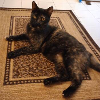 Domestic Short Hair Cats Available for Adoption in Cumming, Georgia - Gingermaps | PetCurious