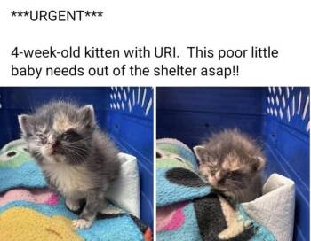 Domestic Short Hair Cats Available for Adoption - Simone Biles | PetCurious