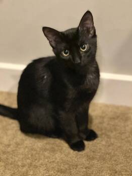 Koda and Kai -  Tabby and Abyssinian Cat for Adoption in Walnut Creek, California - Koda And Kai | PetCurious