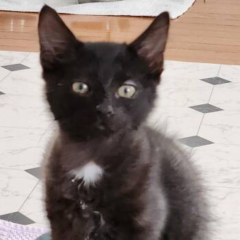 Baby hazel -  Domestic Medium Hair Cat for Adoption in Charlotte, North Carolina - Baby Hazel | PetCurious