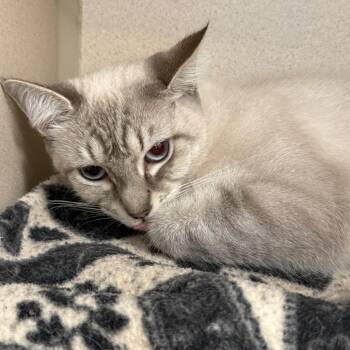 Nubis -  Domestic Short Hair Cat for Adoption in Rifle, Colorado - Nubis | PetCurious