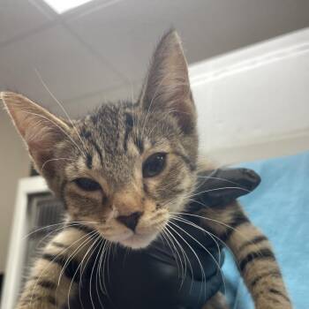 Miss Prissy -  Domestic Short Hair Cat for Adoption in Goleta, California - Miss Prissy | PetCurious