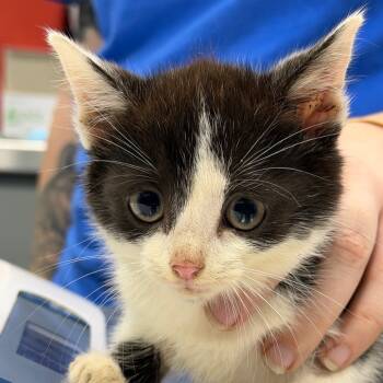 Rescue Domestic Short Hair Cats for Adoption in Greensboro, North Carolina - Winifred | PetCurious