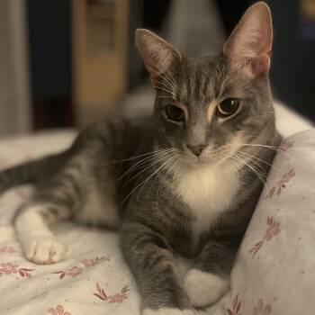Yikes -  Tabby Cat for Adoption in Maple Shade, New Jersey - Yikes | PetCurious