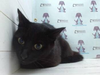 ANI -  Domestic Short Hair Cat for Adoption in Orlando, Florida - ANI | PetCurious