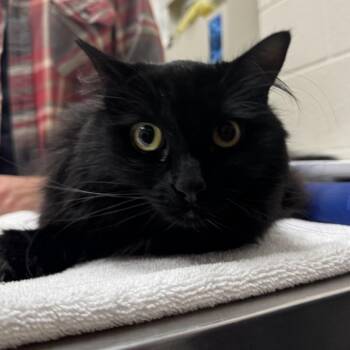 Domestic Long Hair Cats Available for Adoption in Murray, Utah - Poki | PetCurious