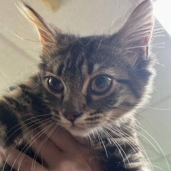 Churro -  Domestic Long Hair Cat for Adoption in Gadsden, Alabama - Churro | PetCurious