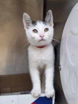 Blizzard -  Domestic Short Hair Cat for Adoption in Westland, Michigan - Blizzard | PetCurious