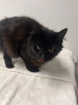 Rescue Domestic Medium Hair and Domestic Short Hair Cats for Adoption in West Chester, Pennsylvania - Sabrina | PetCurious